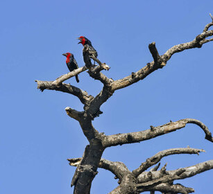 Barbetti becconero, Black-billed Barbets Bale mountains 