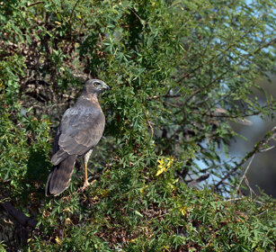 Falco pecchiaiolo (Pernis apivorus) European Honey-buzzard, lago Zway, lake Zway