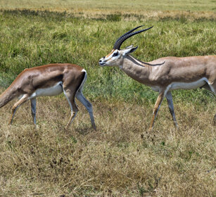 Gazzelle di Grant (Nanger granti) Grant's Gazelles parco nazionale del Serengeti, Serengeti NP