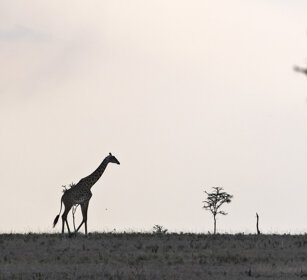 Giraffa Camelopardalis tippelskirchi, G. masai Ngorongoro Conservation Area