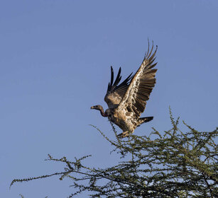 Avvoltoio di Ruppell (Gyps rueppellii) Ruppell's Vulture, Awash NP