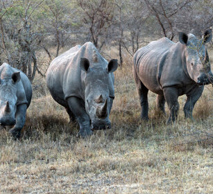 Rinoceronti bianchi (Ceratotherium simum) White Rhinos, Kruger NP