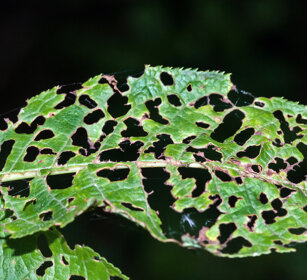 foglia mangiata da bruchi, caterpillar's work