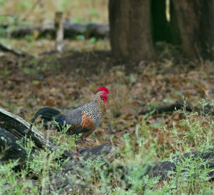 Gallo di boscaglia (Gallus sonneratii) Grey Junglefowl, Nagarhole NP, Karnataka