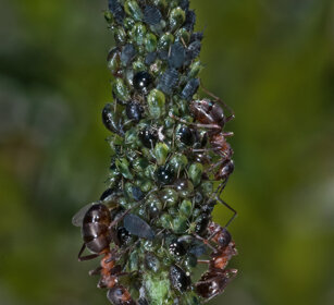 Formiche rosse (Formica rufa) e Afidi, Red Ants 