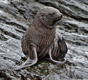Otaria (Arctocephalus gazella) Antarctic Fur Seal