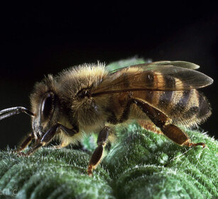 Ape mellifera, Bee Frossasco (To), Piemonte