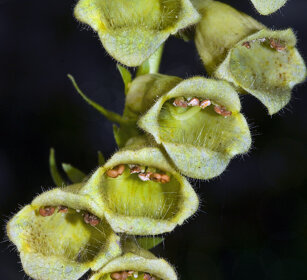 Digitale gialla grande (Digitalis grandiflora) Yellow foxglove. Oulx (To)