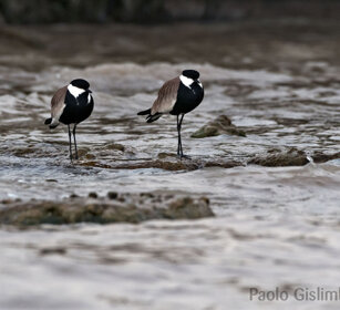Pavoncelle armate (Vanellus spinosus)) Spur-winged Plovers, lago Zway, lake Zway