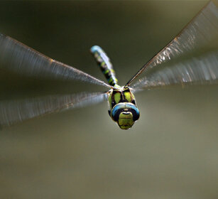 Dragone verdazzurro (Aeshna Cyanea) Blue Hawker or Southern Hawker