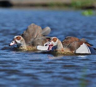 Oche egiziane (Alopochen aegyptiaca) Egyptian Geese, lago Tana, lake Tana
