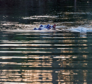 Ippopotamo (Hippopotamus amphibius), Hippo PN Kruger, Kruger NP