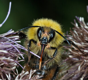 Bombo dei prati (Bombus pratorum), Early Bumblebee