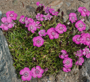 Dianthus alpinus, Alpine Pink