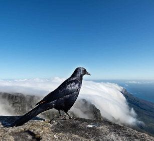 Storno alirosse africano (Onychognathus morio), Red-winged Starling, Table Mountain, Cape Town