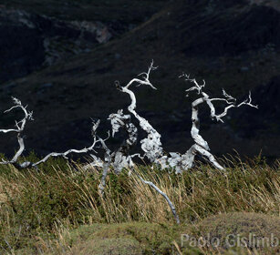 Faggi australi (Nothofagus sp.) PN Torres del Paine, Cile