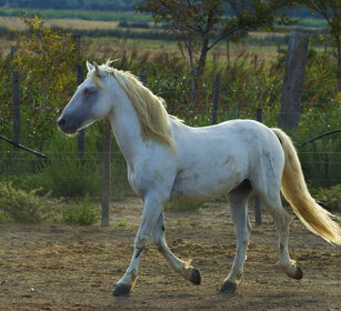 Cavallo, horse Camargue, St. Maries de la mer