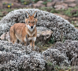 Lupo del Simien (Canis simiensis), Simien Wolf Sanetti plateau