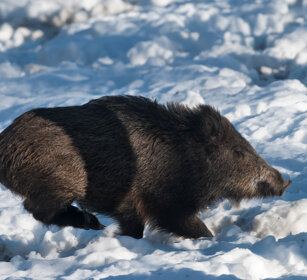 Cinghiale (Sus scropha), Wild Boar Valle d'Aosta, Aosta Valley