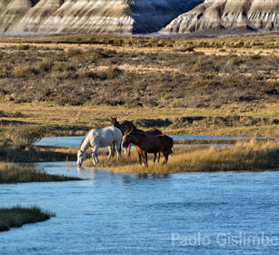 Cavalli nel Rio La Leona Bad lands, PN Los Glaciares, Argentina