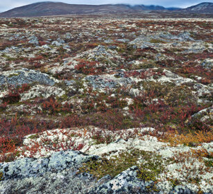 tundra parco nazionale di Dovrefjell, Dovrefjell NP