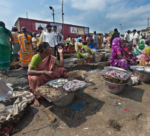 mercato del pesce, fish market Chennai, Tamil Nadu