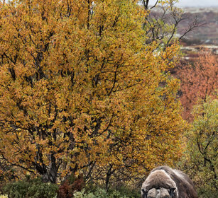 Bue muschiato (Ovibos moschatus), Muskox parco nazionale di Dovrefjell, Dovrefjell NP