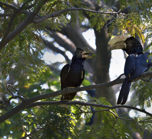Buceri guanceargentate (Bycanistes brevis) Sylvery-cheeked Hornbills, lago Awasa, lake Awasa