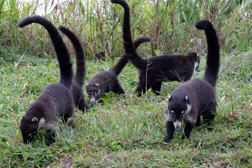 _d503176-coati.jpeg