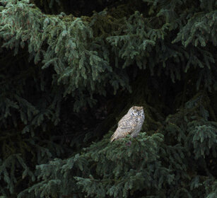Gufo reale (Bubo bubo), Eagle Owl PN di Yellowstone, Yellowstone NP