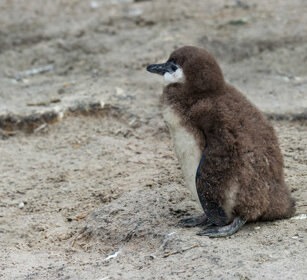 giovane di Pinguino del Capo (Spheniscus demersus) Jackass Penguin cub, Boulders Beach
