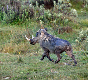 Facocero somalo (Phacochoerus aethiopicus) Somali Warthog, montagne Bale, Bale mountains
