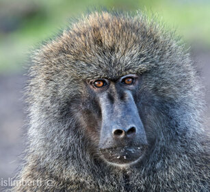 Babbuino anubino (Papio anubis), Olive Baboon Bale mountains