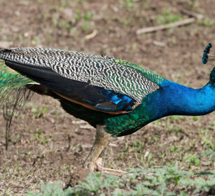 Pavone (Pavo cristatus), Peacock Nagarhole NP, Karnataka