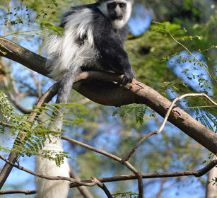 piccolo di Guereza bianco nero (Colobus guereza) juvenile Abyssinian Black-and-white Colobus monkey, lago Awasa, lake Awasa