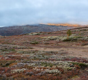 tundra parco nazionale di Dovrefjell, Dovrefjell NP