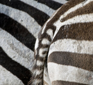 Zebre di Grant (Equus quagga boemi), Grant's Zebra parco nazionale del Serengeti, Serengeti NP
