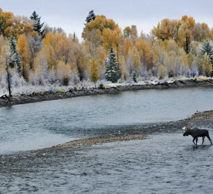 paesaggio con Alce, Elk in its environment PN di Yellowstone, Yellowstone NP