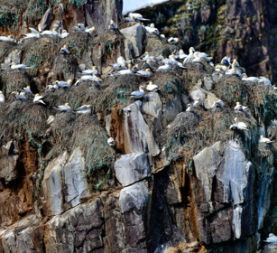 Sule, Gannets Norvegia, Norway, Varanger