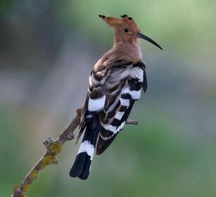 Upupa (Upupa epops) Hoopoe Upupa (Upupa epops) Hoopoe
