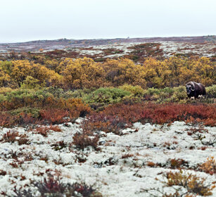 Bue muschiato (Ovibos moschatus), Muskox parco nazionale di Dovrefjell, Dovrefjell NP