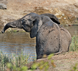 Elefante africano (Loxodonta africana) African elephant, Kruger NP