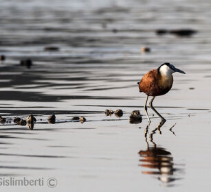 Jacana africana (Actophilornis africanus) African Jacana, lago Awasa, lake Awasa
