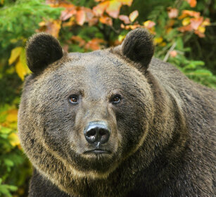 Orso bruno (Ursus arctos), Brown Bear Bayerischerwald NP