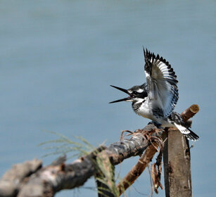 Martin pescatore bianco e nero (Ceryle rudis) Pied Kingfisher, lago Awasa, lake Awasa