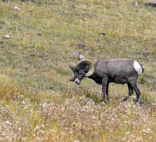 Bighorn maschio, male Bighorn PN di Yellowstone, Yellowstone NP