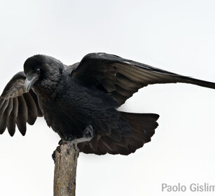 Corvo codaforcuta (Corvus rhipidurus) Fan-tailed Raven, Sanetti plateau