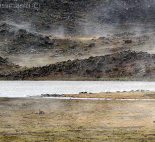 Lupo del Simien (Canis simiensis), Simien Wolf Sanetti plateau