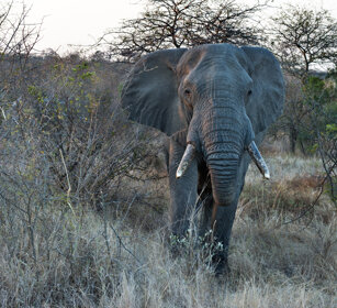 Elefante africano (Loxodonta africana) African elephant, Kruger NP