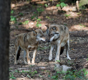 Lupi (Canis lupus), Wolves Bayerischerwald, Germania, Germany